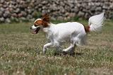 EPAGNEUL PAPILLON 107